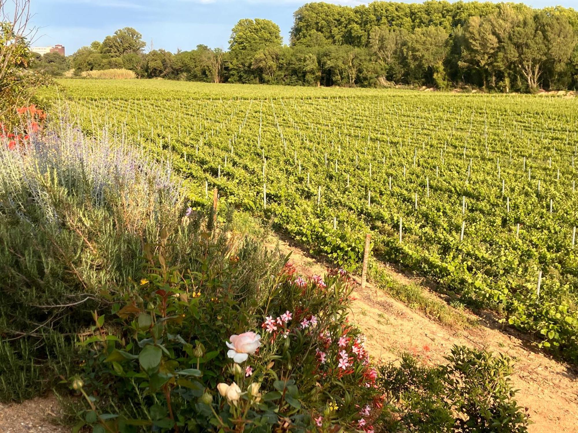 Domaine de l’Herbe Sainte Mirepeisset Extérieur photo